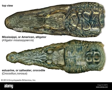 alligator vs crocodile skin